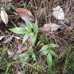 Sambucus gaudichaudiana