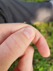Macrosiphum euphorbiae