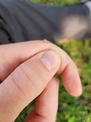 Macrosiphum euphorbiae