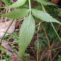 Sambucus gaudichaudiana