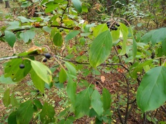 Rhamneae