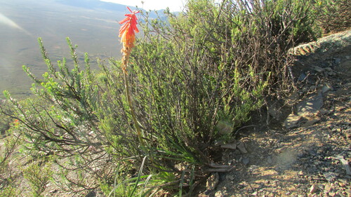 Bract Poker (Kniphofia sarmentosa)