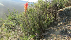 Kniphofia sarmentosa