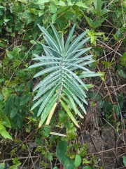 Euphorbia lathyris