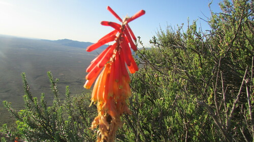 Image of Kniphofia sarmentosa by (c) James Deacon, some rights reserved (CC BY-SA)