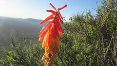 Kniphofia sarmentosa