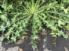 Cirsium