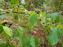 Rhamneae
