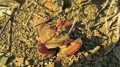 Crassula hemisphaerica