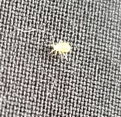 Macrosiphum euphorbiae