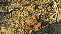Crassula hemisphaerica