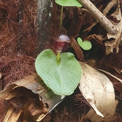Corybas grumulus