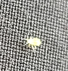 Macrosiphum euphorbiae