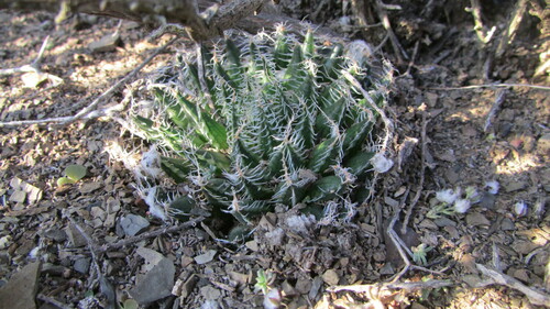 Image of Haworthia arachnoidea by (c) James Deacon, some rights reserved (CC BY-SA)