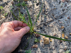Wachendorfia multiflora