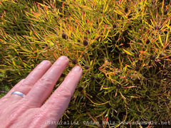 Leucadendron salignum