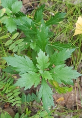Artemisia integrifolia
