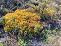 Leucadendron salignum