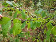 Rhamneae