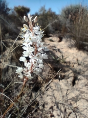 Bulbinella cauda-felis