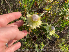 Protea scolymocephala