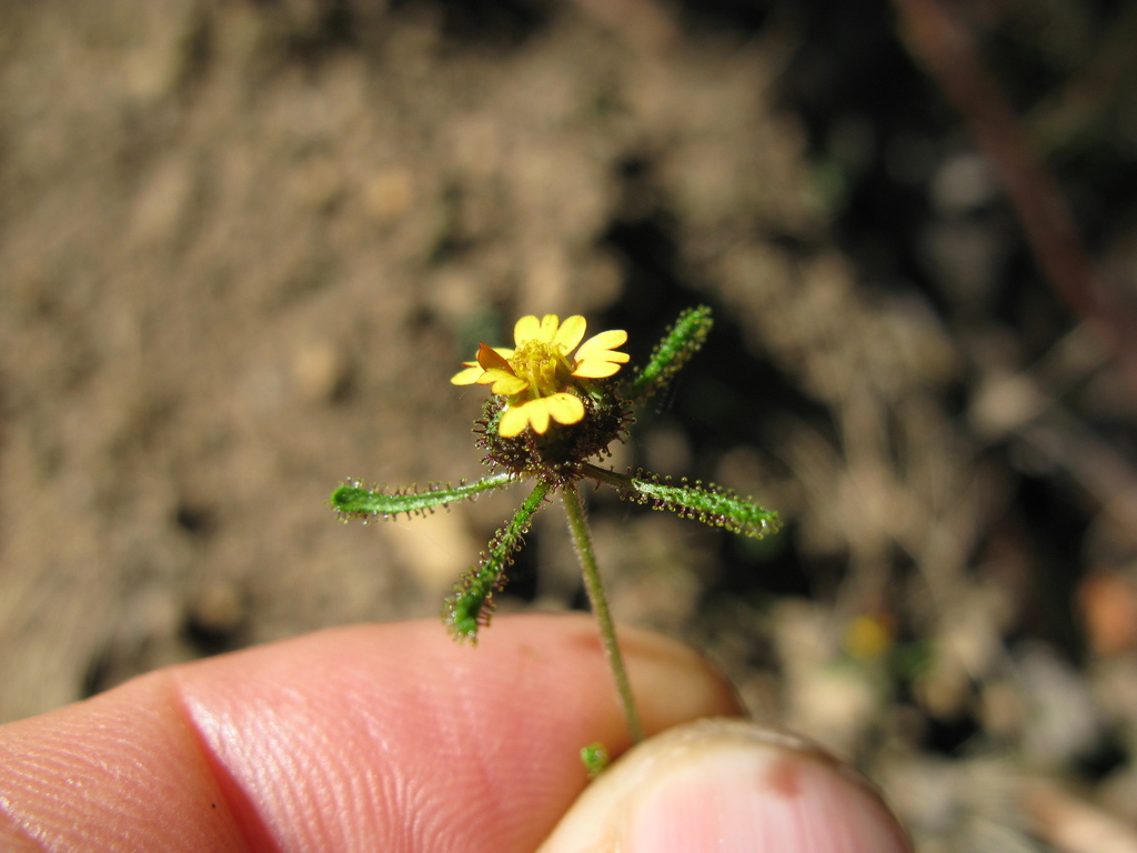 velcro plant (Pohakuloa Training Area) · iNaturalist