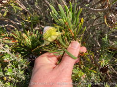 Protea scolymocephala