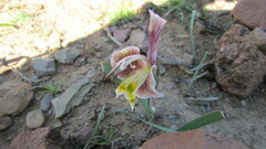 Gladiolus uysiae