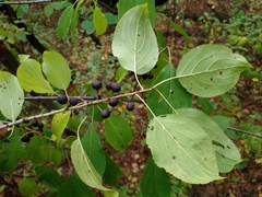 Rhamneae