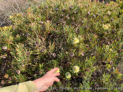 Protea scolymocephala