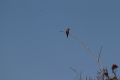 Hirundinea ferruginea