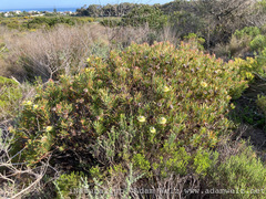 Protea scolymocephala