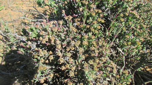Antimima stayneri
