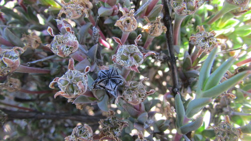 Antimima stayneri