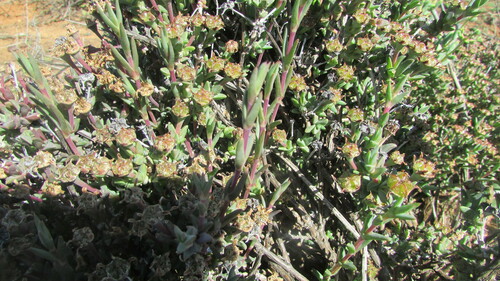 Antimima stayneri