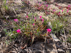 Cleretum bellidiforme