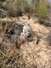 Bulbinella cauda-felis