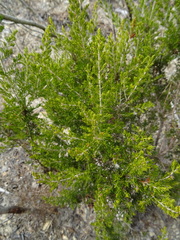Erica arborea