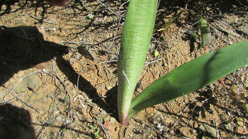Image of Haemanthus barkerae by (c) James Deacon, some rights reserved (CC BY-SA)