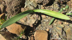 Haemanthus barkerae