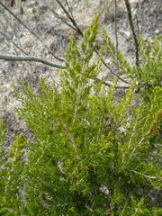 Erica arborea
