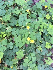Oxalis grandis