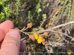 Hermannia multiflora