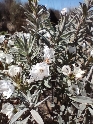 Heuwel Healthbush (Lobostemon paniculiformis)