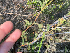 Hermannia multiflora