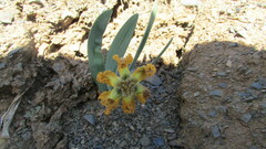 Ferraria