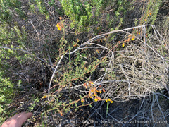 Hermannia multiflora