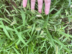 Setaria