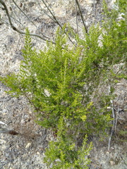 Erica arborea