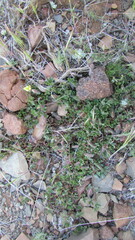 Leobordea